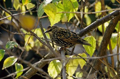 Starling