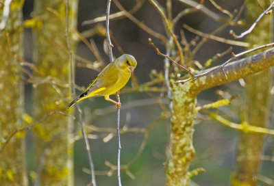 Greenfinch