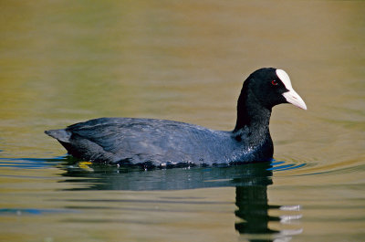 Common Coot