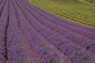 lavender2