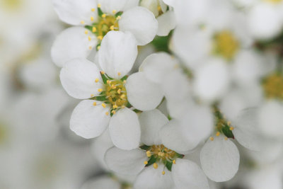 Blooming small_Thuberg spirea(Yuki-Yamagi in Japanese)