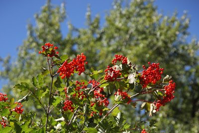 Want to eat but can't eat_Wild red strawbery