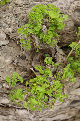 Maidenhair Tree