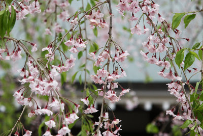 Shidare Sakura_Cherry blossoms on long and yielding branches