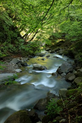 Fresh green reflection