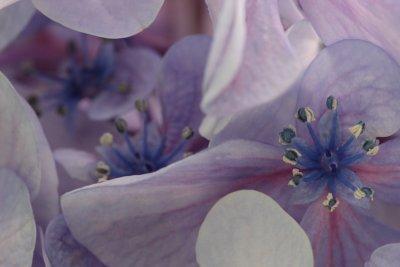 Charming hydrangea's flowers