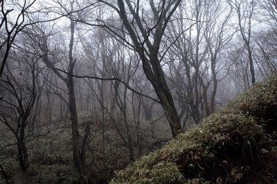A forest