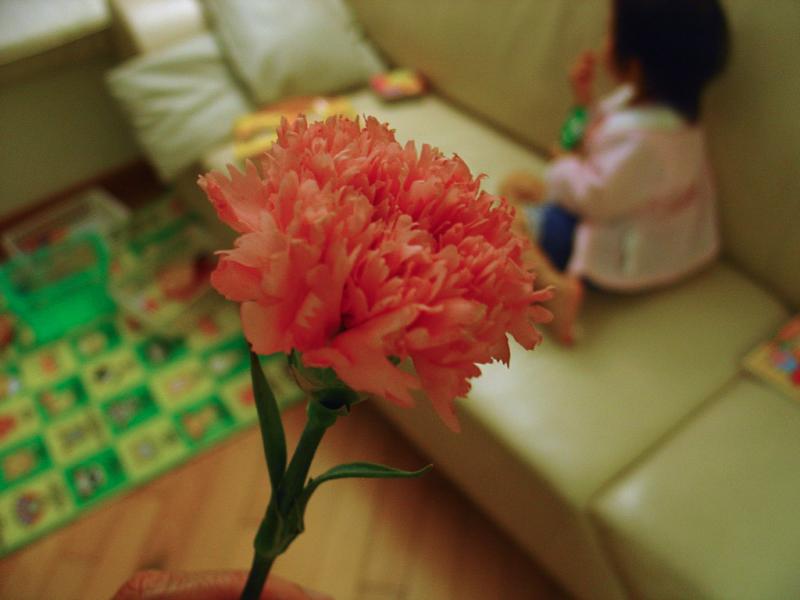 Carnation (15-5-2006)