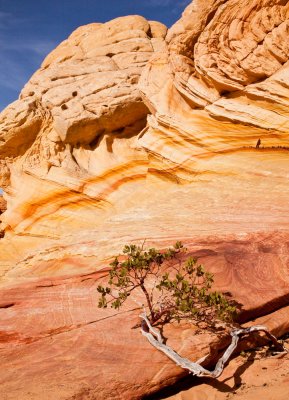 Bonsai on Sandstone _MG_9688.jpg