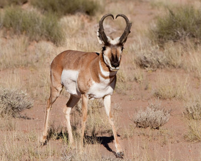 Antelope Near Goblin Valley _MG_0872.jpg