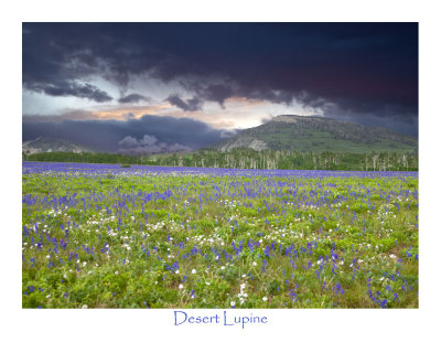 Desert Lupine & Spring Storm _MG_8732.jpg