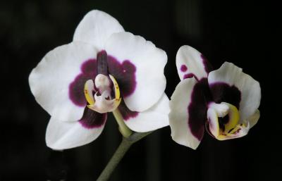 Orchid 05B.JPG