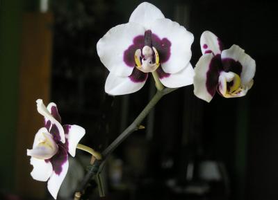 Orchid 05C.JPG