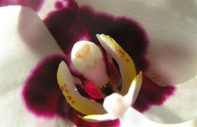 Orchid 05D.JPG