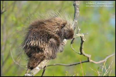 Porcupine