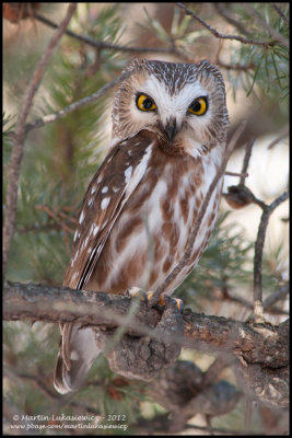 Northern Saw-whet Owl