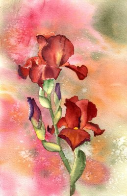 Iris 4-11