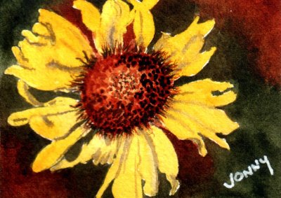 Montana Wildflower 8-11