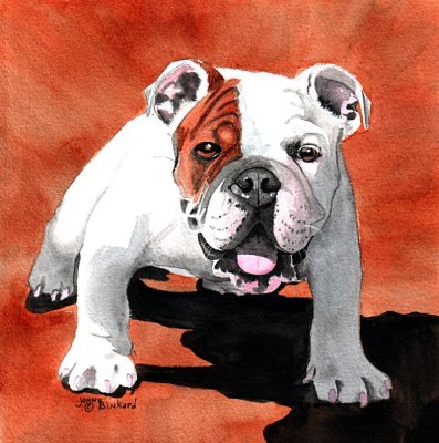 Bulldog, watercolor - 7 x 7