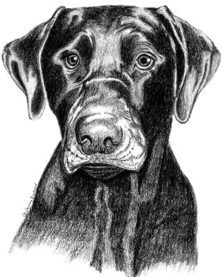 Meg, charcoal - 9 x 12