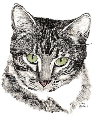 Tiger, ink, watercolor - 6.5 x 6.5