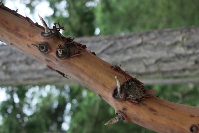 more strange tree spikes