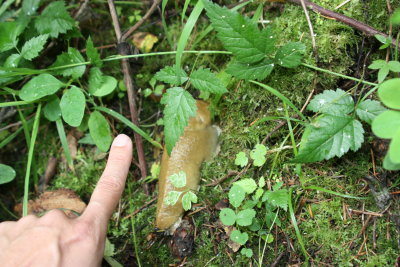 big sllug!