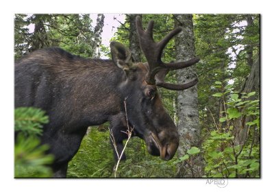 Moose