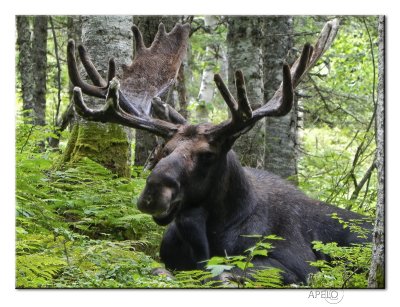 Moose named Fourche
