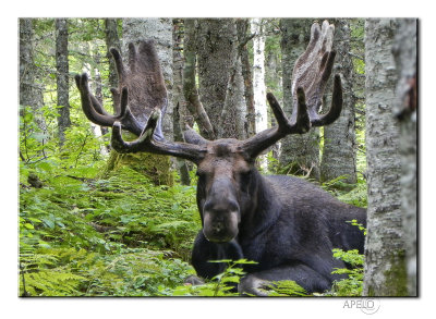 Moose named Fourche