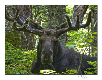 Moose in Chic-Chocs Mountains, 2011