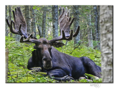 Moose