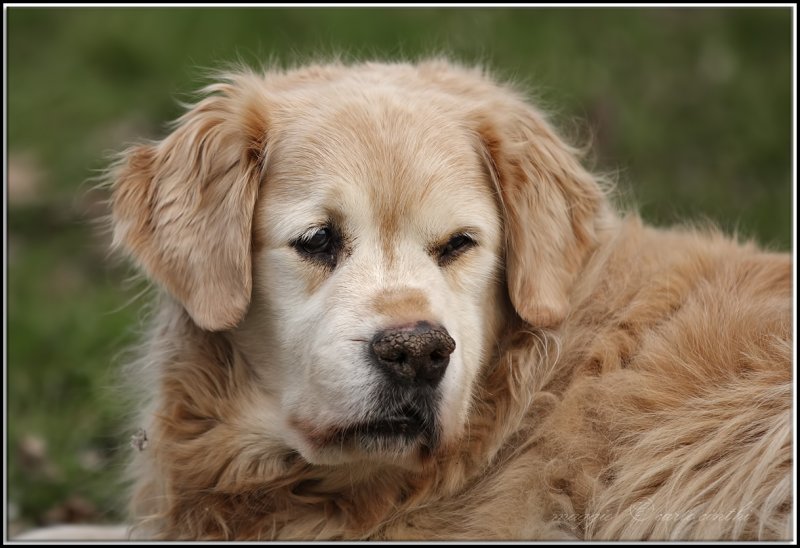 maggie