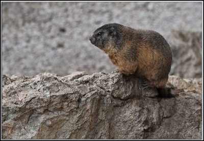 marmotta
