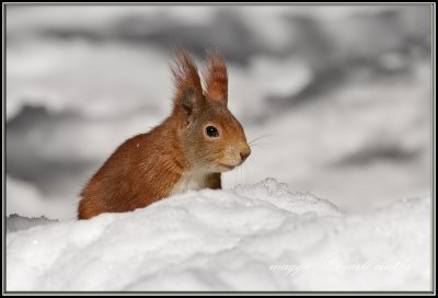 scoiattolo rosso