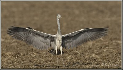 airone cenerino