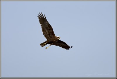 falco di palude