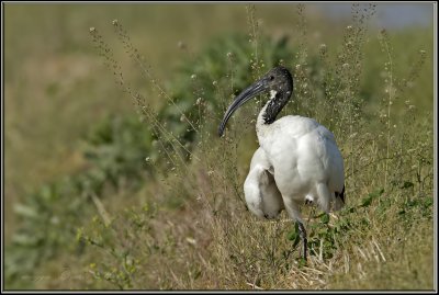 ibis sacro