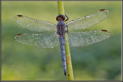 Libellula