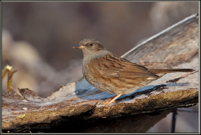 Passera scopaiola 