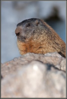 Marmotta