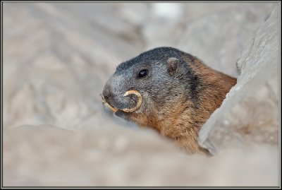 Marmotta