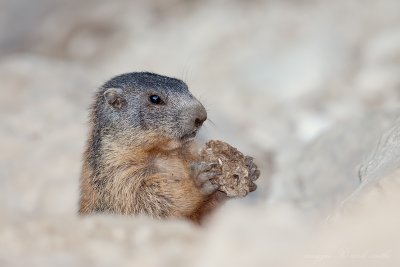 Marmotta