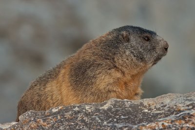 Marmotta