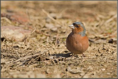 Fringuello- Fringilla coelebs