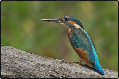 Martin pescatore femmina