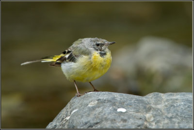 Ballerina gialla - Motacilla cinerea