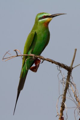 Blue-cheeked Bee-eater 8655