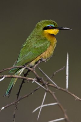 Little Bee-eater 1901 Flip