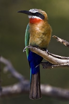 White-fronted Bee-eater 1486